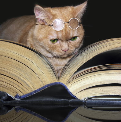 Billy cat with book